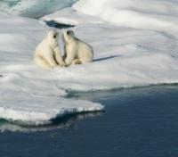 Polar Bear Sighting